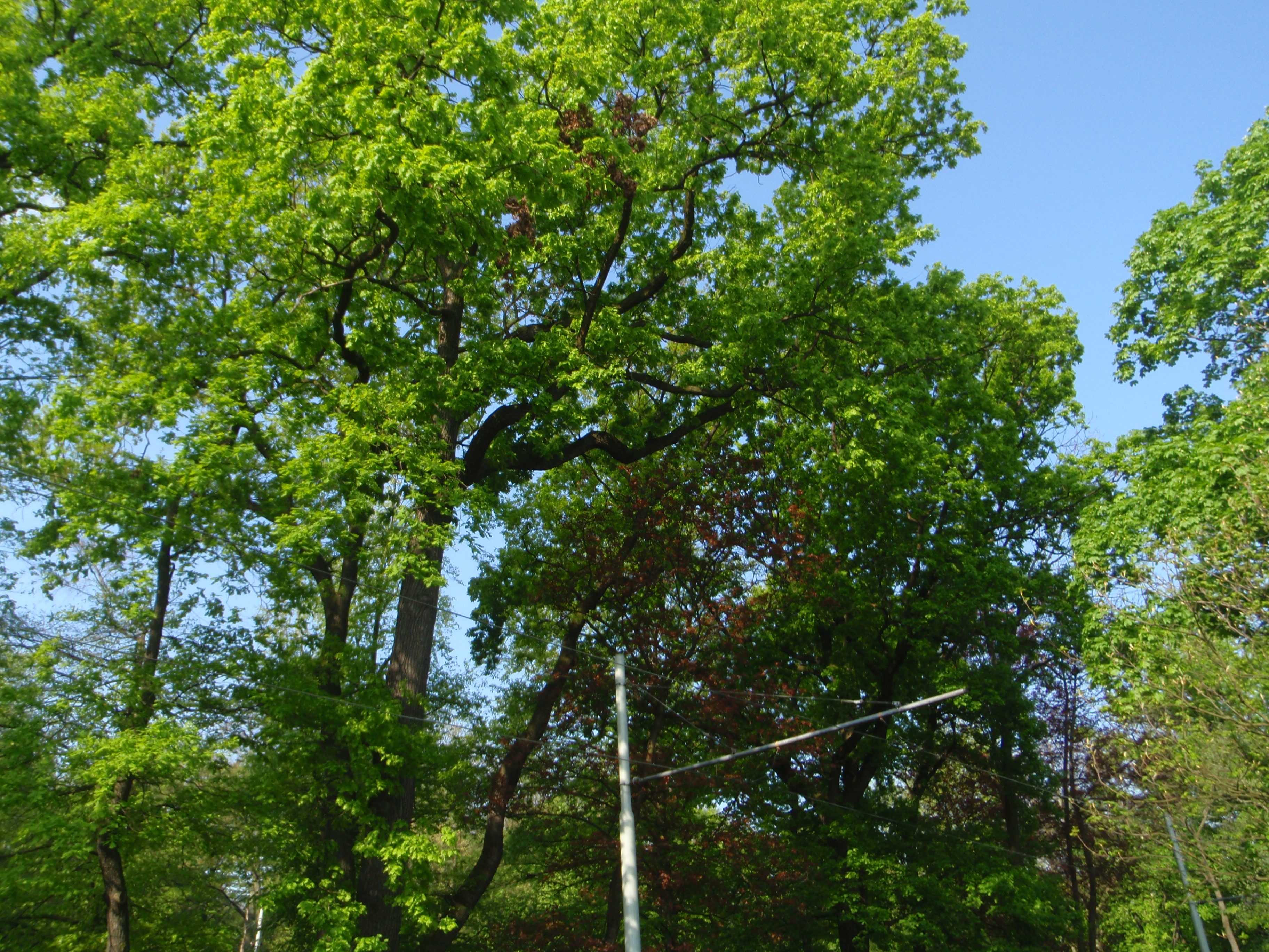 P4250370