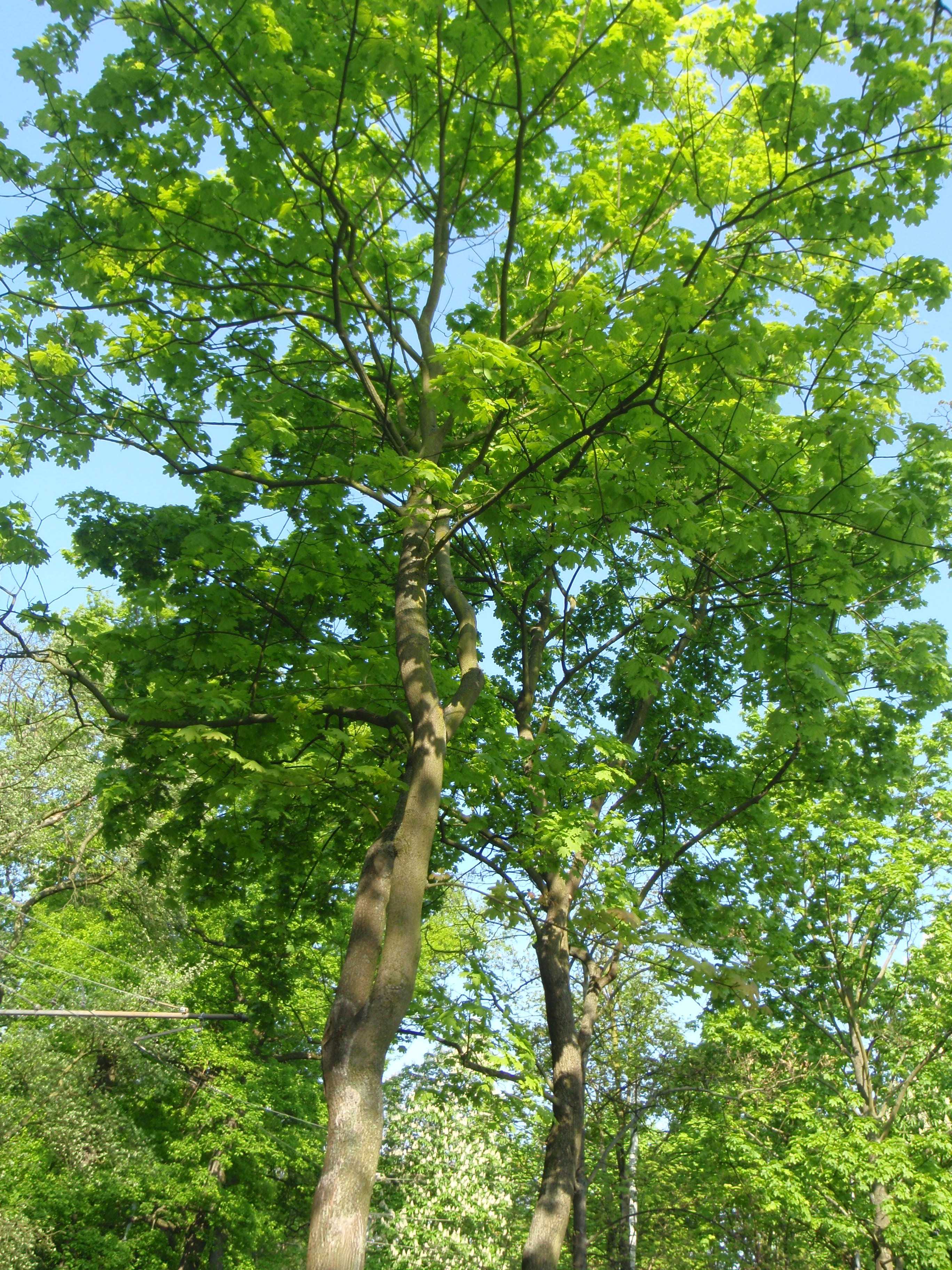 P4250372