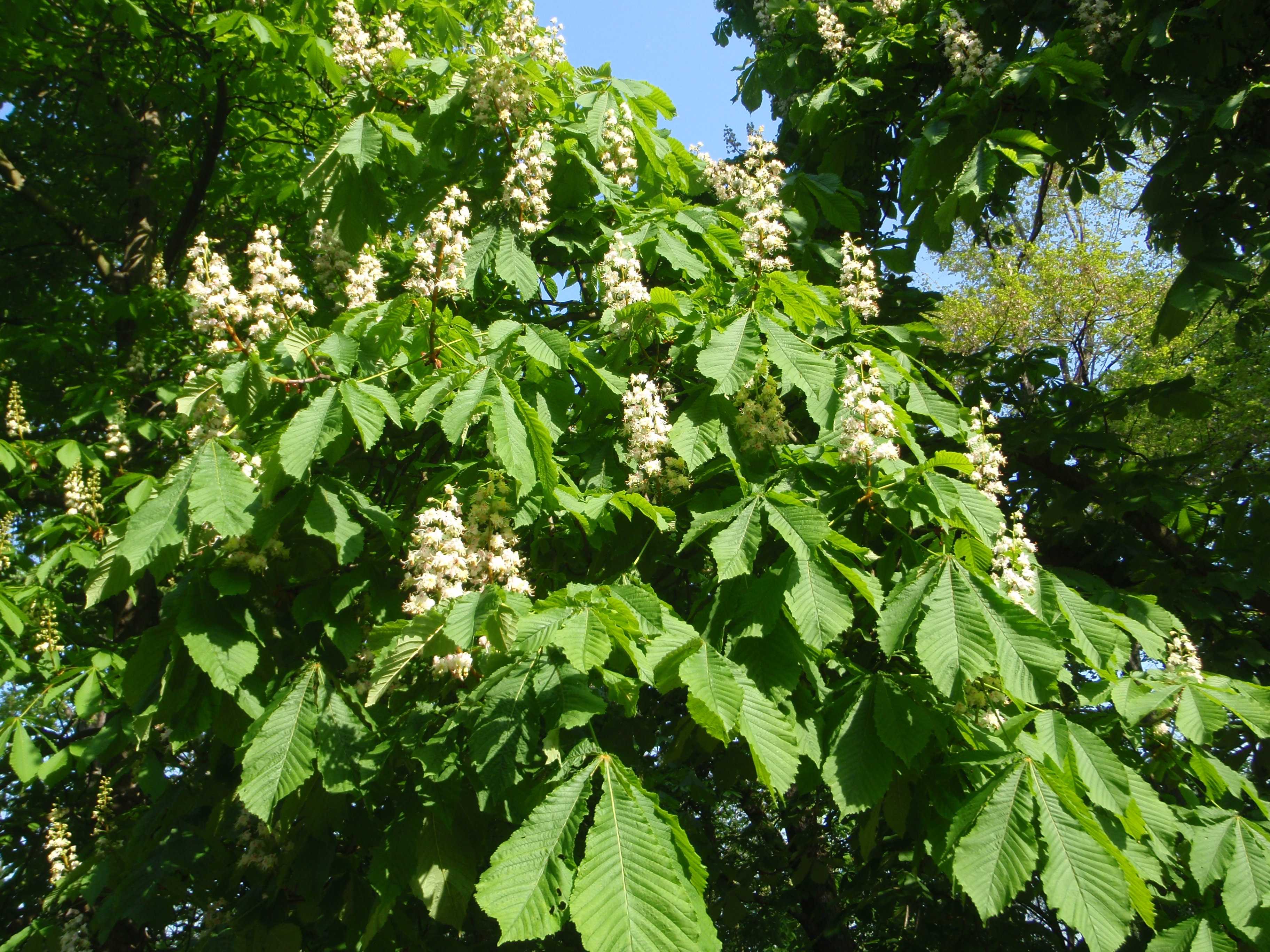 P4250383